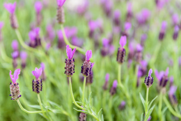 Obraz premium Top view of Lavender flower field