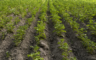 Fototapeta na wymiar Green field of potato crops in a row. Agriculture. Growing of potato. Organic natural product.