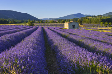 Naklejka na ściany i meble Dreamy blossoming lavender field near Sault, Provence, France, sofgt light in the evening