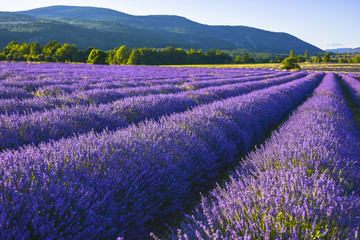 Naklejka na ściany i meble lavender field with sunset light near Sault, Provence, France, high rows and full blossom with mountainscape