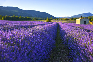 Naklejka na ściany i meble Soft lighted lavender field with hut, Provence, France, dreamy close up with fuzziness