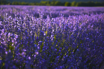 Obraz na płótnie Canvas lavender blossom close up in intensive purple, Provence, France, violet florescence