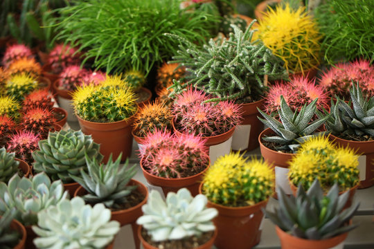 Pots with beautiful cacti and echeverias, closeup. Tropical flowers