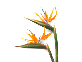 Obraz premium Beautiful bird of paradise flowers on white background. Tropical plant