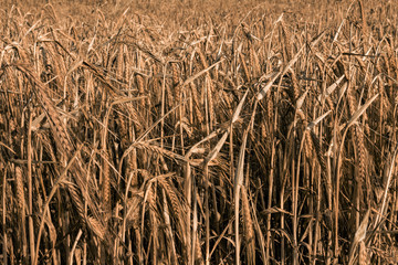 Wheat or grass field in strong light