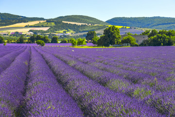 Fototapeta na wymiar big lavender field with agricultural farm, Provence, France