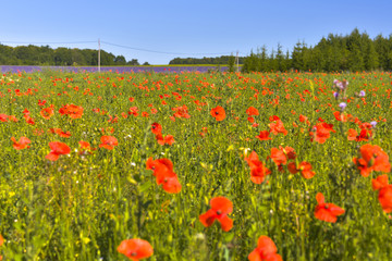 poppy meadow of the Provence, France