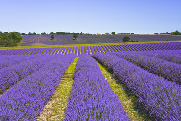 Fototapeta na wymiar lavender field extended over several hills, Provence, France, landcsape panorama with Mont-Ventoux at the horizon