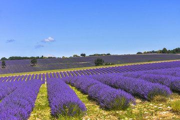 lavender field on hills landscape extended to the horizon with sky and Mont-Ventoux, Provence, France