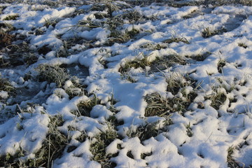 snow on the green grass