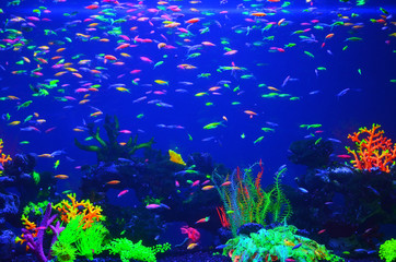 Naklejka na ściany i meble Many small, multi-corroded fish in pure blue water
