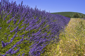 Plakat a row of lavender with hill, Provence, France