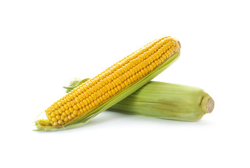 Tasty sweet corn cobs on white background