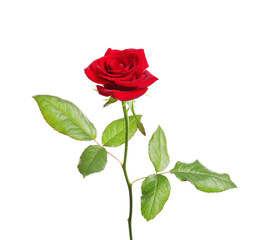 Red long stem rose on white background
