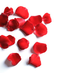 Red rose petals on white background, top view