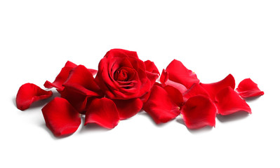 Beautiful red rose flower and petals on white background