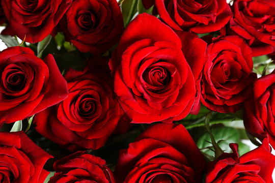 Beautiful red rose flowers as background, closeup