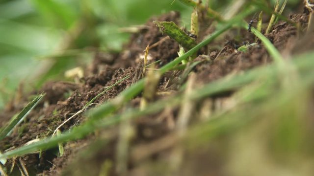 Ants scurrying about in a furry of movement