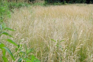 tall soft grassy field background or texture