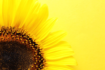 Beautiful bright sunflower on color background, top view