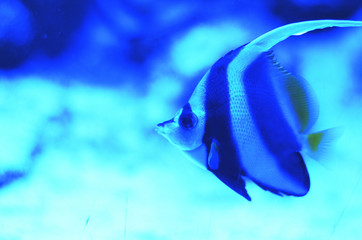 Striped fish of medium size floating on the seabed