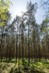 Sunshine forest trees. Sun through vivid green forest. Forest in light