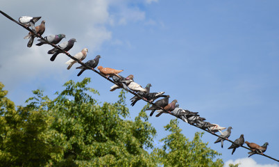 Pigeons on wires