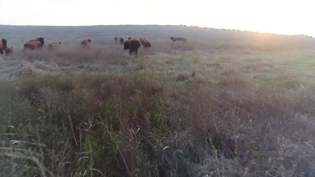 Bison herd in natural habitat.