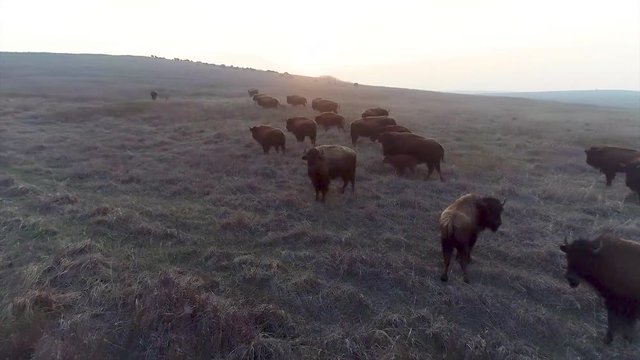 Bison herd in natural habitat.