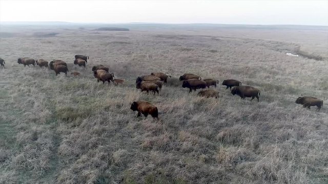 Bison herd in natural habitat.