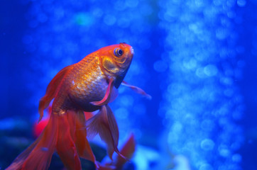 A goldfish floats up against the background of pure water