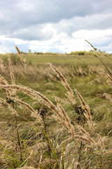 Closeup wheat field with sky on background