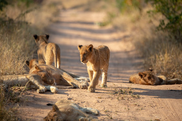 Lion cubs in the road
