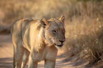 Fototapeta na wymiar Lioness walk by