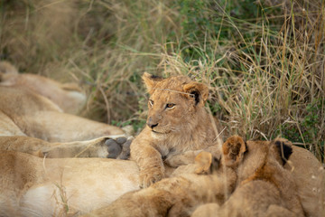 Lion cub resting
