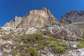 Flowers that grow on the debris at the foot of the Tre Cime di Lavaredo walls, Auronzo, Italy