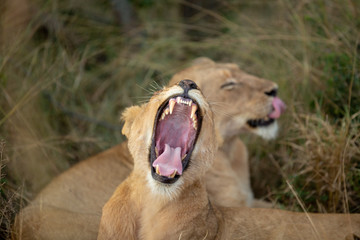 Yawning Lion Cub