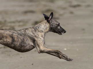 Whippet running on a beach