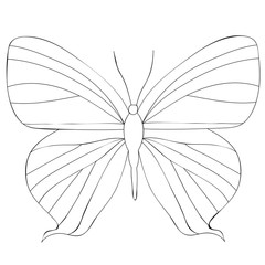 vector, isolated, book coloring, butterfly
