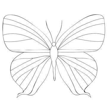 vector, isolated, book coloring, butterfly