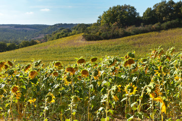 Field of yellow ripe sunflowers on a green meadow on a sunny September day (Lat. Helianthus annuus)