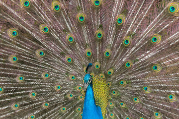Fototapeta na wymiar Peacock Opened in Madrid, Community of Madrid, Spain