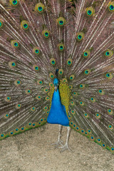 Peacock Opened in Madrid, Community of Madrid, Spain