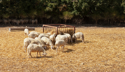 Fototapeta premium White sheeps near a feeder with hay on pasture of a farm on a sunny day (Lat. Ovis aries)