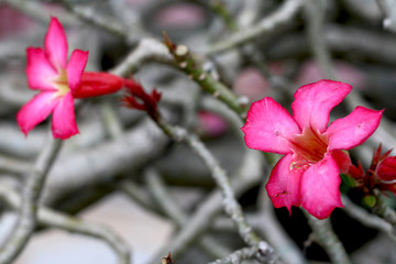 Two vibrant flowers against contrasting grey background