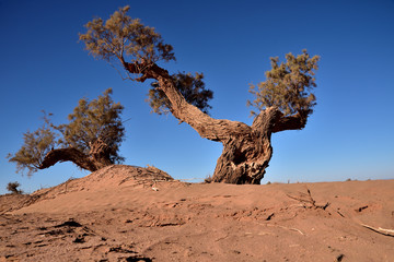 Ein Baum in der Sahara Wüste