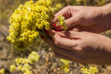 Yellow flowers of helichrysum arenarium or dwarf everlast