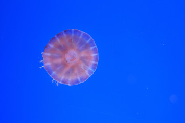 Transparent jellyfish with a pink tinge in water