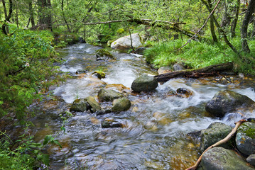 River in the Pyrenees forest
