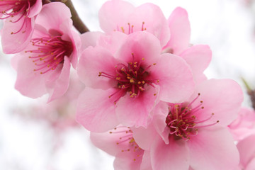 Macro of beautiful cherry blossom pink flowers